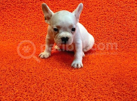 60 Günlük French Bulldog Yavrulari görsel