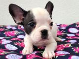 65 Günlük French Bulldog Yavrulari