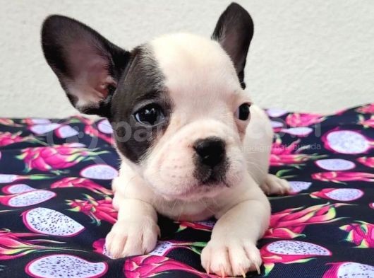 65 Günlük French Bulldog Yavrulari