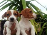Jack Russel Yavrular