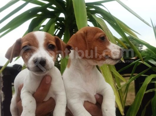 Jack Russel Yavrular görsel