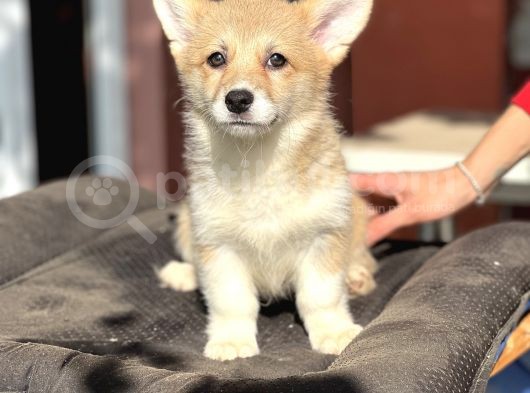 Turkiyede Tek Orjinal Welsh Corgi Bebekler görsel
