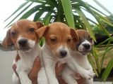 Jack Russel Yavrular