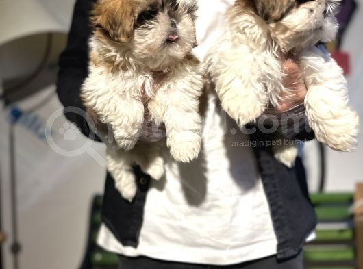 Şitsu Shihtzu Basık Surat Safkan Tüy Dökmez Orjinal Kısa Bacak görsel