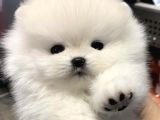 Ayı Surat Irk Garantili Teddy Bear Pomeranian Boo