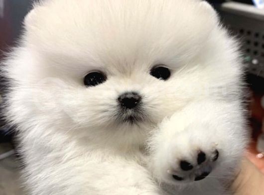 Ayı Surat Irk Garantili Teddy Bear Pomeranian Boo