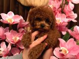Red Brown Toy Poodle Boyut Garantili Yavrular