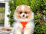 Safkan Teddy Bear Pomeranian Boo Yavrularımız