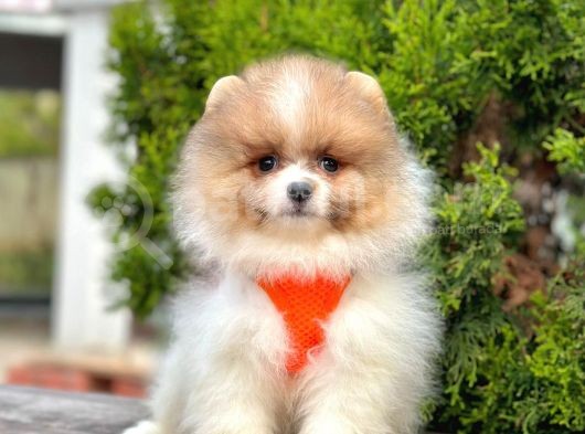 Safkan Teddy Bear Pomeranian Boo Yavrularımız görsel