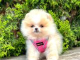 Safkan Teddy Bear Pomeranian Boo Yavrularımız