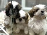 Şitsu Shihtzu Basık Surat Safkan Tüy Dökmez Orjinal Kısa Bacak