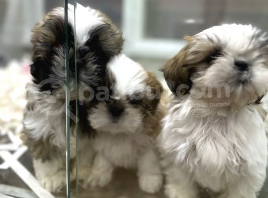 Şitsu Shihtzu Basık Surat Safkan Tüy Dökmez Orjinal Kısa Bacak görsel