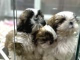 Şitsu Shihtzu Basık Surat Safkan Tüy Dökmez Orjinal Kısa Bacak