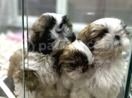 Şitsu Shihtzu Basık Surat Safkan Tüy Dökmez Orjinal Kısa Bacak görsel