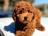 Show Kalite Mini Boy Poodle Bebekler