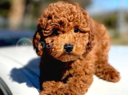 Show Kalite Mini Boy Poodle Bebekler