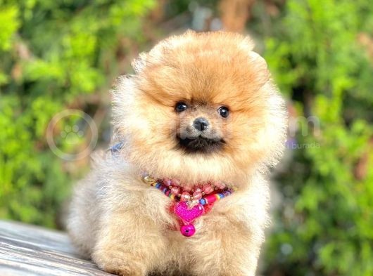 Safkan Teddy Bear Pomeranian Boo Yavrularımız görsel