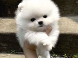 Ayı Surat Irk Garantili Teddy Bear Pomeranian Boo