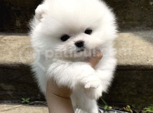 Ayı Surat Irk Garantili Teddy Bear Pomeranian Boo görsel