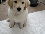 3 Aylık Erkek Dişi Golden Yavrularımız