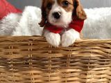 Cavalier King Charles
