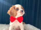 Cavalier King Charles