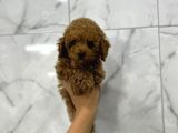 Toy Poodle Bebekler