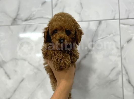 Toy Poodle Bebekler