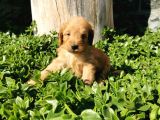 F1B Goldendoodle Yavrularimiz