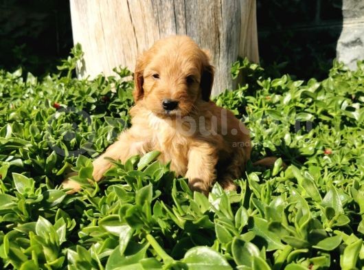 F1B Goldendoodle Yavrularimiz görsel