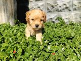 F1B Goldendoodle Yavrularimiz