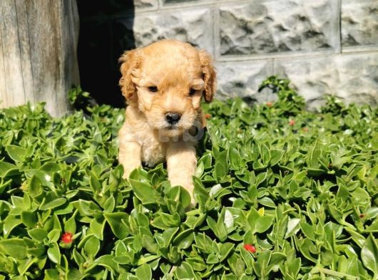 F1B Goldendoodle Yavrularimiz görsel