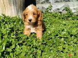 F1B Goldendoodle Yavrularimiz