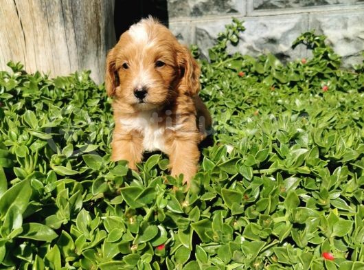 F1B Goldendoodle Yavrularimiz görsel