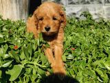 F1B Goldendoodle Yavrularimiz