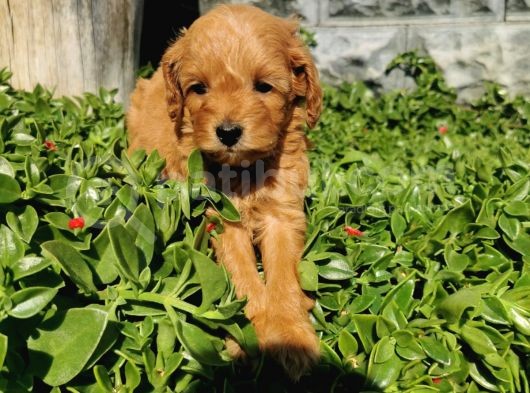 F1B Goldendoodle Yavrularimiz görsel