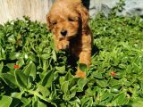 F1B Goldendoodle Yavrularimiz