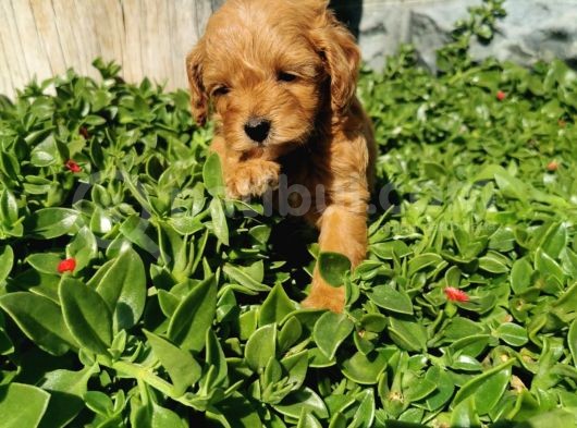F1B Goldendoodle Yavrularimiz görsel
