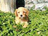 F1B Goldendoodle Yavrularimiz