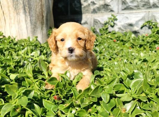 F1B Goldendoodle Yavrularimiz görsel