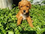 F1B Goldendoodle Yavrularimiz
