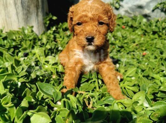 F1B Goldendoodle Yavrularimiz görsel
