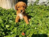 F1B Goldendoodle Yavrularimiz