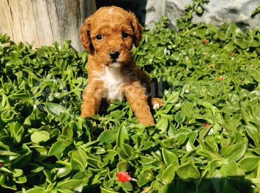 F1B Goldendoodle Yavrularimiz görsel