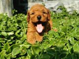 F1B Goldendoodle Yavrularimiz