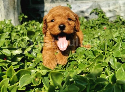 F1B Goldendoodle Yavrularimiz görsel