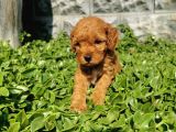 F1B Goldendoodle Yavrularimiz