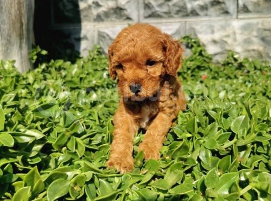 F1B Goldendoodle Yavrularimiz görsel