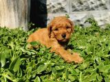 F1b Goldendoodle Yavrularimiz