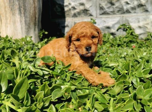 F1B Goldendoodle Yavrularimiz